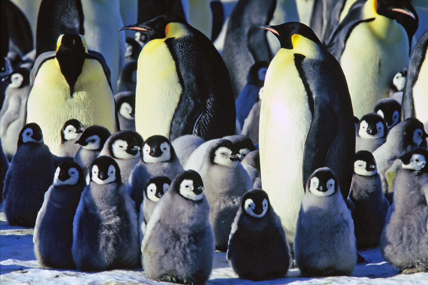 Emperor Penguins In Antarctica